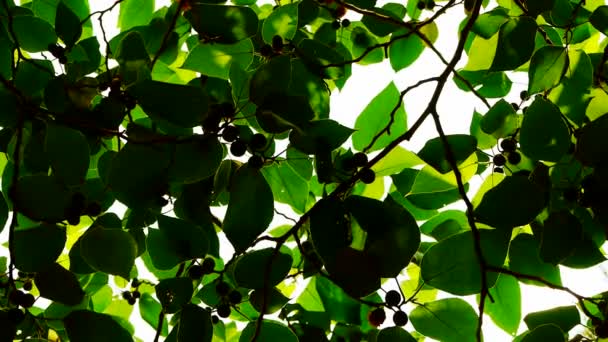 高密度の枝は空を覆い、葉を通して日光. — ストック動画