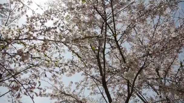 beautiful cherry blossoms tremble in wind.