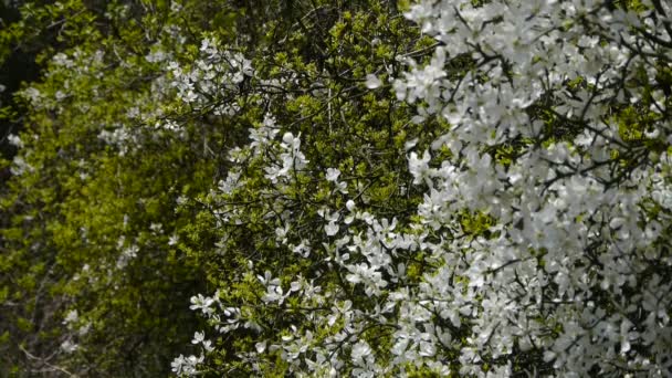 Las flores se balancean en el viento. Las abejas vuelan en flores. — Vídeo de stock