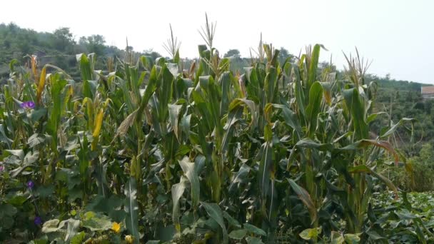 Weelderige maïsbladeren in de landbouw landbouwgrond op het platteland. — Stockvideo