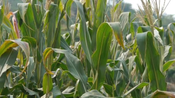 Buja kukoricalevelek a mezőgazdaságban mezőgazdasági területek a vidéki területeken. — Stock videók