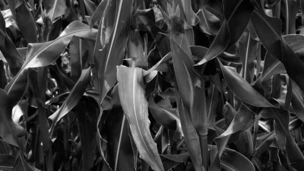 Hojas de maíz exuberantes en la agricultura tierras agrícolas en las zonas rurales. — Vídeos de Stock