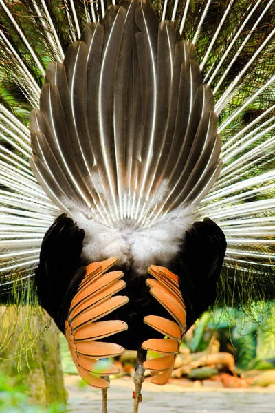 peacock bird from behind in nature, close up