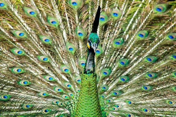 Merak Peacocks Peafowl Vanlig Navn Tre Fuglearter Slektene Pavo Afropavo – stockfoto