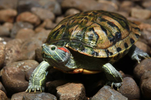 Potret Tortue Brésilienne Sur Rocher — Photo