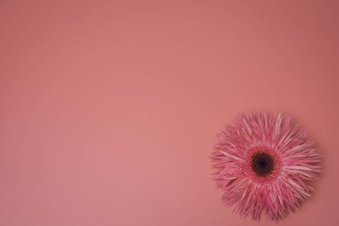 Flower on the pink background, with free space for text. clipart