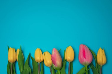 Mavi arkaplanda sarı ve pembe laleler, metin için boş alan.