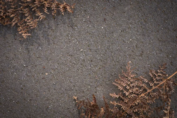 Abstract natural background. Dead leaves on the asphalt surface. Close-up of the nature elements. Free space for text. — Stock Photo, Image