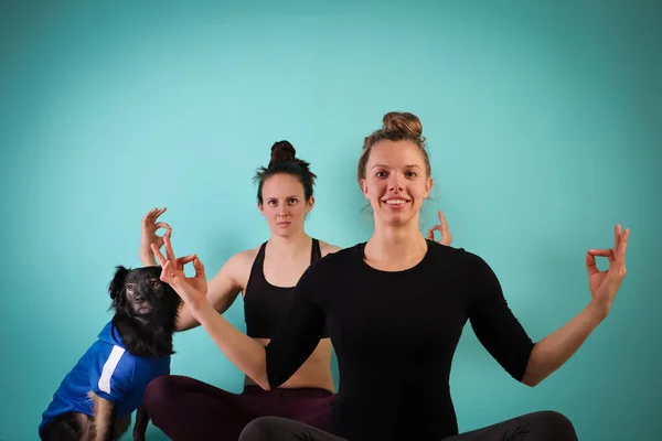 Sport se psem. Dvě atletky cvičí jógu na modrém pozadí se psem. Síla a motivace, sport a zdravý životní styl, udržet fit koncepty. Ženská kondice. — Stock fotografie