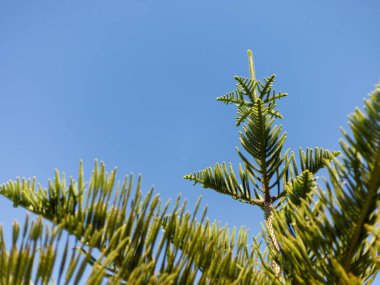 Bir çam ağacının parlak yeşil dalları gökyüzüne doğru uzanıyor, parlak mavi bir zemin üzerinde iğneye benzer ayrıntılı yapraklar sergiliyor. Güneş ışığı sahneyi yıkıyor, doğanın güzelliğini vurguluyor.
