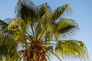 Uzun palmiye ağaçları parlak mavi gökyüzüne karşı canlı yeşil yapraklar sergiliyor ve güneşli bir günde tropikal bir atmosfer yaratıyor. Sahne, rahatlama ve sıcaklığı çağrıştırıyor..