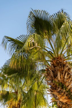 Uzun palmiye ağaçları mavi gökyüzüne karşı canlı yeşil yapraklar sergiliyor. Sıcak, güneşli bir atmosferi vurguluyor. Rahatlamak ve dışarıda dinlenmek için mükemmel..