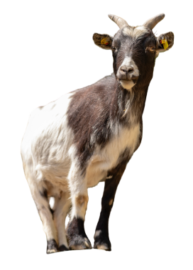 Şeffaf bir arkaplanda bir keçi belirir. Meraklı bir ifadeyle ayakta duruyor. Keçinin belirgin işaretleri var ve muhtemelen bir çiftlik ya da kırsal alanda.