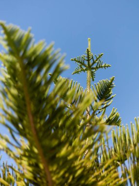 Ağaç dalları açık mavi gökyüzüne doğru uzanıyor. Güneş ışığı yeşillikleri aydınlatır. Sahne, doğanın gündüz güzelliğini yakalar..