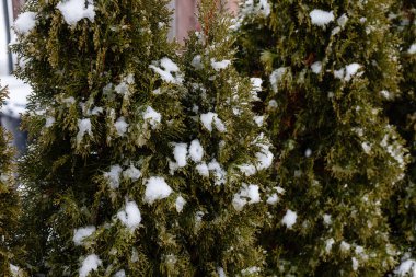 Bir kış bahçesinde, yeşil çalılar beyaz karla kaplanır. Sahne, soğuk mevsim boyunca yerleşim yerlerindeki doğanın güzelliğini gösteriyor..