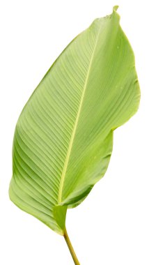 Bu büyük yeşil yaprağın pürüzsüz bir dokusu ve farklı damarları vardır. Tasarım projelerinde ya da doğa unsuru olarak kullanılmak üzere beyaz arkaplan ile temiz bir şekilde kesilir..