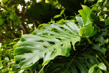 Bahçedeki tropikal bir bitkinin büyük yeşil yapraklarının yakın görüntüsü. Güneş ışığı ağaçların arasından parlıyor, yaprakların dokusunu ve şeklini vurguluyor..