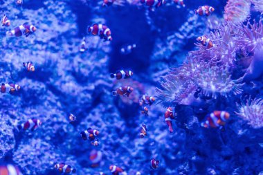 Palyaço balıkları bir akvaryumdaki mercan yakınlarındaki okullarda gezerler. Mavi ışık renkli balık ve mercanları vurguluyor. Sahne deniz yaşamını doğal ortamında yakalıyor..