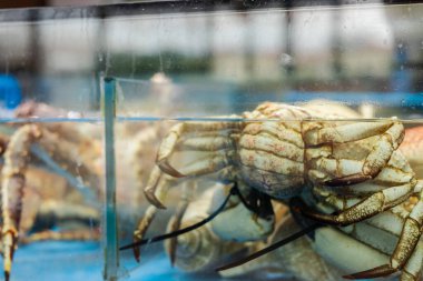 Yengeçler deniz ürünleri pazarında berrak sularda yüzerler. Satıcılar taze deniz ürünlerini müşterilere satmaya hazırlanırken insanlar yakınlarda görülebilir..