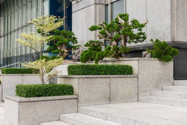 Küçük ağaçlar ve çalılar modern bir binanın girişine yakın dekoratif bir şekilde düzenlenir. Sahne taş basamakları ve ekicileri gösteriyor, kentsel çevreye yeşillik katıyor.