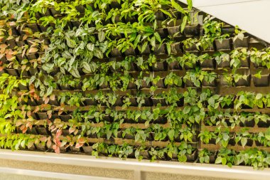 Bir duvar yeşil bitkilerle dolu birçok küçük çömleğe sahiptir. Dekor, güzel ışıklandırması olan kapalı bir alan. Bitkiler dikey düzende çeşitli şekil ve boyutları gösteriyor..