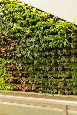 Dikey bahçe duvarı düzgünce dizilmiş birçok yeşil bitki türüne sahiptir. Bu bahçe kapalı alandadır ve gün boyunca doğal ışık alır..