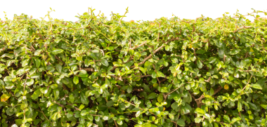 Yoğun yeşil yapraklar birbirine yakın büyür ve bir çit oluşturur. Bu manzara ve bahçeleri süsler ve tasarımlarda doğal arka planlar için yararlıdır.