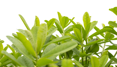 Yeşil yapraklar birbirine yakın bir şekilde dizilir ve canlı bir görünüm oluştururlar. Bitki, canlı bir görsel etki yaratan çeşitli şekil ve boyutlarda yapraklar gösteriyor.