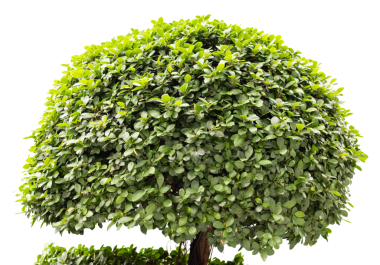 Yuvarlak şekilli ve bol yapraklı yemyeşil ağaç şeffaf bir arkaplanda izole edilmiştir. Bu element, doğal görünüm için çeşitli tasarım projelerinde kullanılabilir.