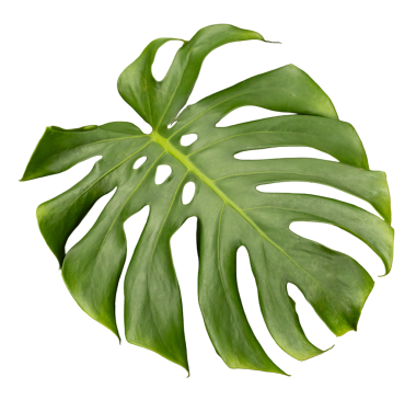 Büyük yeşil bir tropikal yaprak belirgin delikler ve doğal bir şekille sunulur. Yaprak şeffaf bir arkaplanda izole edilir, dikkat dağıtmadan özelliklerini vurgular