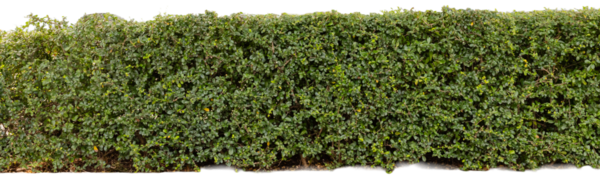 Bu kesme ögesi grafik tasarımı, arkaplan kullanımı veya diğer yaratıcı projeler için uygun yeşil yapraklardan yapılmış kalın bir çiti gösterir. Çit şekil ve renk olarak aynı.