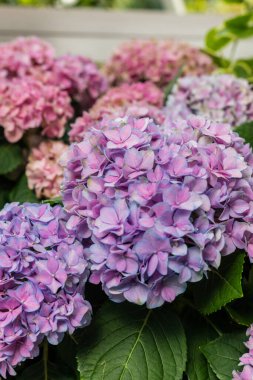 Bahçede pembe ve mor tonlu ortanca çiçekleri yetişir. Güneş onların üzerine doğar, arılar ve kelebekler gelir. Bitkilerin yeşil yaprakları var ve sağlıklı görünüyorlar..