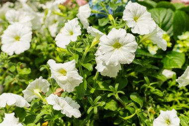Bahçede, beyaz petunyalar gün ışığında yeşil yapraklarla çiçek açarlar. Bu çiçekler kümeler halinde büyür, canlı bir sahne yaratır..