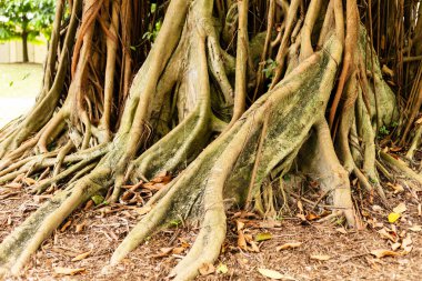 Kalın kökler yerde, büyük bir ağacın altında uzanıyor. Ayar güneşli bir günde halka açık bir parktır. Yapraklar köklere dağılır ve doğal bir manzara yaratır..