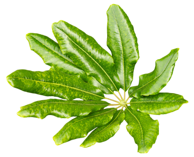 Şeffaf bir arkaplanda bir araya getirilmiş yeşil yapraklar kümesi. Yapraklar şekilleri ve yüzeyleri hakkında net detaylar göstererek çeşitli tasarım kullanımları için uygun hale getirirler.