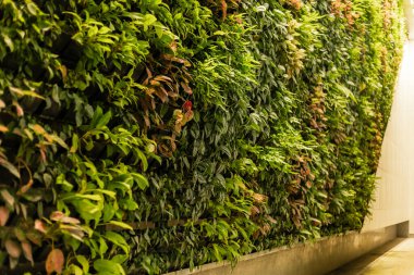 Dar bir koridorun bir duvarını dikey bir bahçe kaplıyor. Çeşitli bitkiler yan yana büyürler ve yemyeşil bir görünüm oluştururlar. Güneş ışığı yeşilliği aydınlatıyor, manzarayı güzelleştiriyor..