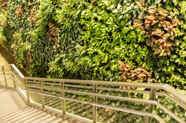 Merdivenler, çağdaş bir kapalı alanda çeşitli yapraklarla dolu canlı yeşil bir duvarın yanına iniyor. Sahne aydınlık ve hayat dolu..