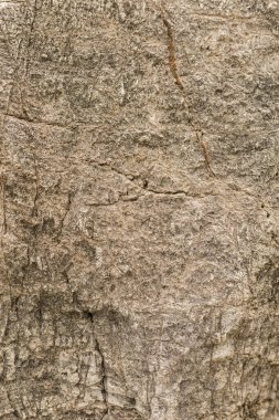 Büyük bir kayanın yüzeyi çeşitli doku ve desenleri gösterir. Kayalık bir bölgede yer alır ve gün ışığıyla aydınlatılır. Detaylar taşın kaba doğasını vurguluyor..