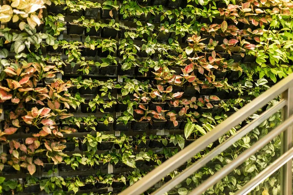 Bitkiler bir binanın içindeki dikey bahçe duvarında yetişir. Yeşillik, duvarı yaprakların farklı tonlarıyla kaplıyor. Bitkilerin yanında metal bir korkuluk görünür..