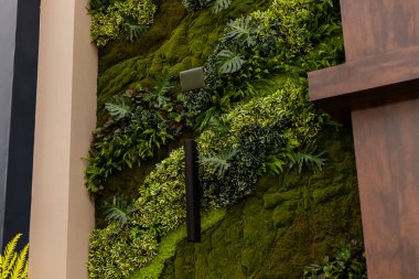 Modern bir kapalı alanda farklı türde yeşil bitkilerle kaplı bir duvar kurulur. Bitkiler dalgalı bir desen oluşturarak canlı bir görünüm yaratıyor..