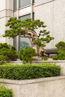 Bonsai ağaçları modern bir binanın yanındaki bir taş ekicisinde sergilenir. Sahne, yeşil çalılar ve beton arasında çoklu ağaç şekilleri ve dokularını gösteriyor..