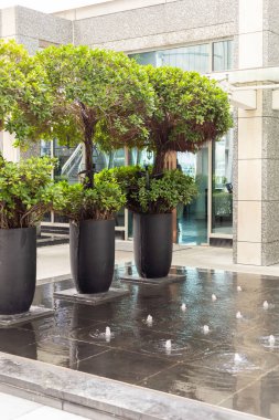 Siyah kaplarda üç yeşil çalı, güneşli bir günü gösteren, modern bir açık hava alanıyla çevrili, suyu püskürten küçük bir çeşmenin yanında duruyor..