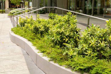 Bir binanın yakınındaki beton saksı boyunca bir sıra yeşil bitki yetişiyor. Yürüyüş yolu temiz ve yeşil alanda güneş ışığı parlıyor. İnsanlar yakınlarda olabilir, sahneye hayat katıyor olabilirler..