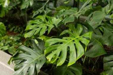 Canavar bitkileri bahçeyi büyük yeşil yapraklarla doldurur. Bitkiler birbirine yakınlaşarak yoğun bir yeşillik göstergesi oluşturuyor. Bazı eşsiz yaprak şekilleri yaprakların arasında göze çarpar..