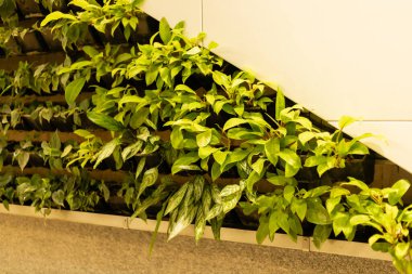 Bitkiler kapalı alandaki parlak bir alanda dikey bir duvara yerleştirilmiştir. Yapraklı yeşillik modern bir ortamda doğal bir görünüm yaratır. Yapraklardan yansıyan ışık, şekillerinin altını çiziyor..