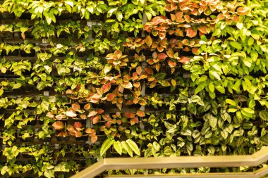 Kapalı alandaki bir duvarda yetişen bitkiler yeşilin tonlarını ve kırmızı ipuçlarını sergiliyor. Ayarlar parlak ve düzenleme düzgün ve yapılandırılmış..