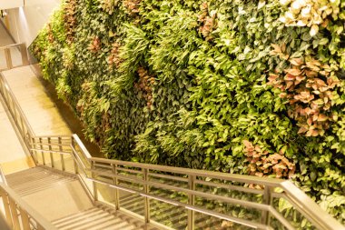 Bir kamu binasının merdivenlerinin yanındaki duvarda bitkiler yetişir. Yeşillik uzaya hayat katıyor. Yapraklar arasında yeşilin ve kahverenginin farklı tonları görülebilir..