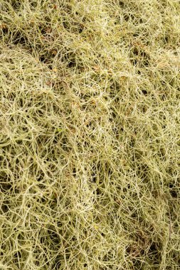 İspanyol yosunu ormandaki birçok dalı kaplar. Uzun, ince iplikler parlak bir gökyüzünün altında hafif esintide sallanıyor. Güneş ışığı yukarıdaki yaprakların arasından süzülür.