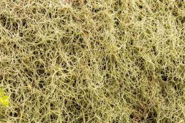 Kalın bir yeşil bitki kütlesi boşluğu dolduruyor, birbirine dolanmış iplikler farklı yönlere uzanıyor. Parlak ışık gün ortasında onların üzerine parlıyor, canlı bir sahne yaratıyor..