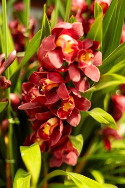 Kırmızı orkideler yeşil yapraklı bir bahçede yetişir. Çiçekler bahar güneşinde parlak renkler ve zengin ayrıntılar gösterir..
